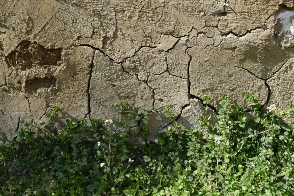 Cracked dry earth with green foliage and small white flowers in front.