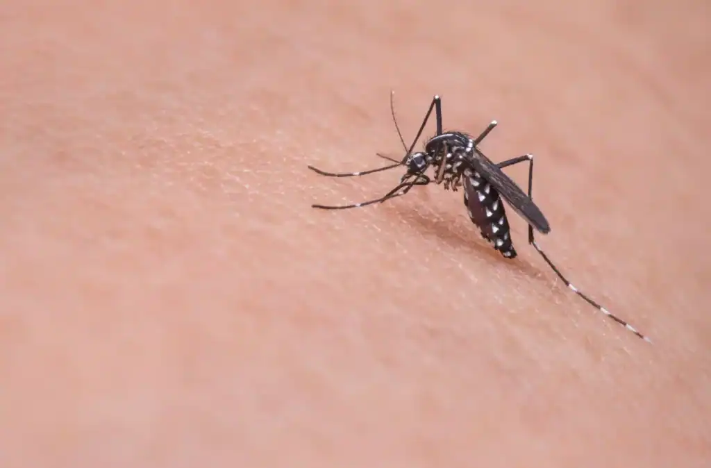 A close-up image of a mosquito on human skin, highlighting the insect's detailed black and white body pattern and its proboscis.