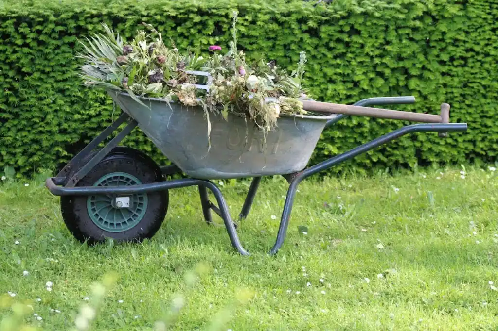 Overflowing wheelbarrow filled with garden debris on lush green lawn.