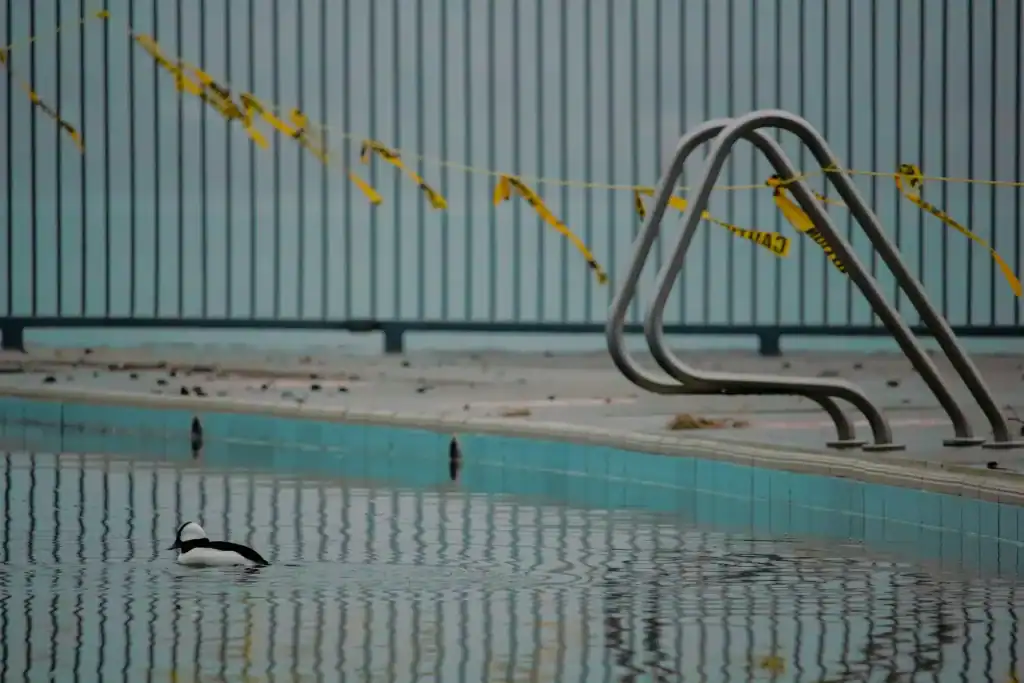 A vacant swimming pool with caution tape and a lone duck swimming, indicating the pool is closed or under maintenance.
